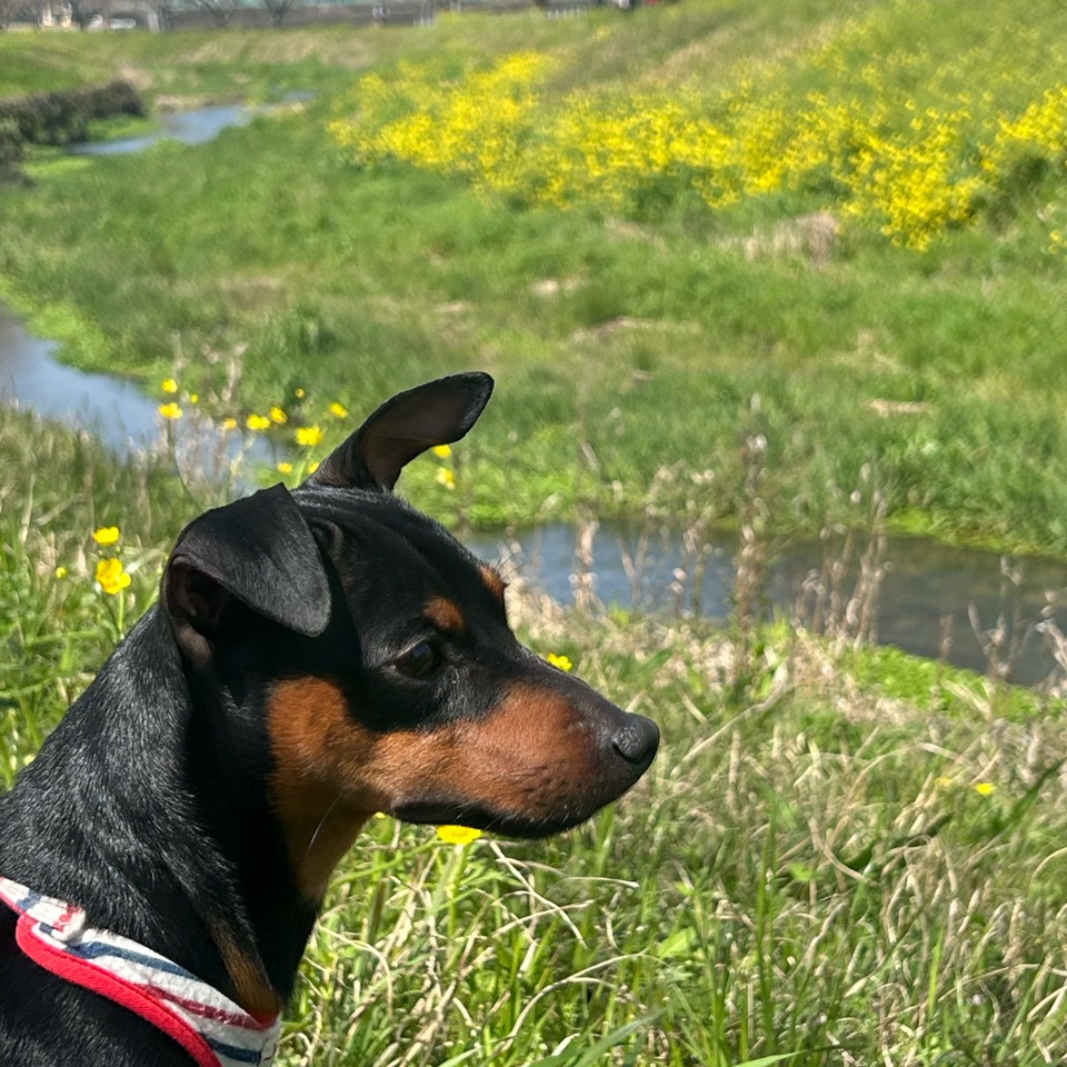 マイペース奮闘記